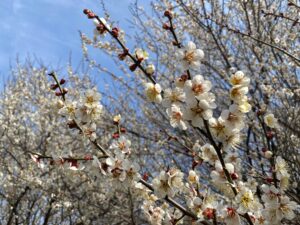 春よ来(ないでほし)い